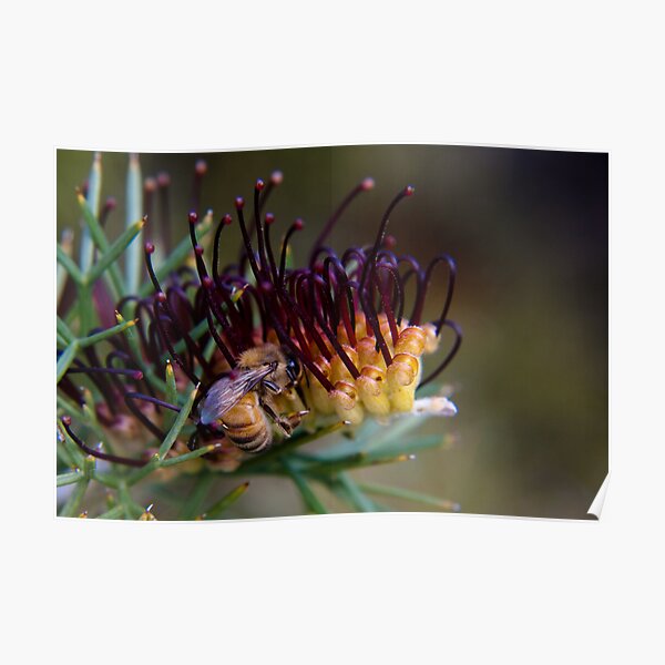 Bee on prikly toothbrushes Poster