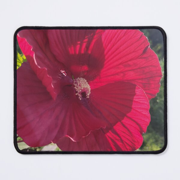 Item preview, Sunlight Blooms designed and sold by Lunar Bound Imagery .