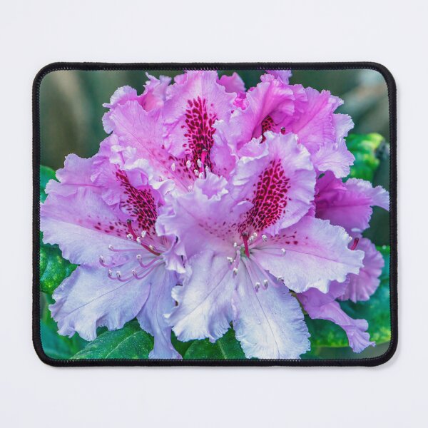 Item preview, A Rhododendron designed and sold by Tom McPherson Photography.