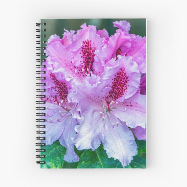 Item preview, A Rhododendron designed and sold by Tom McPherson Photography.