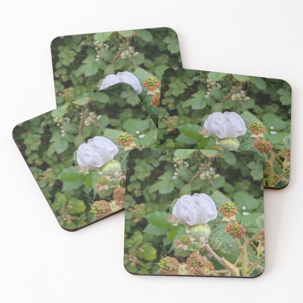 Item preview, English Hawthorn early bloom  designed and sold by LifeLookingCloser.