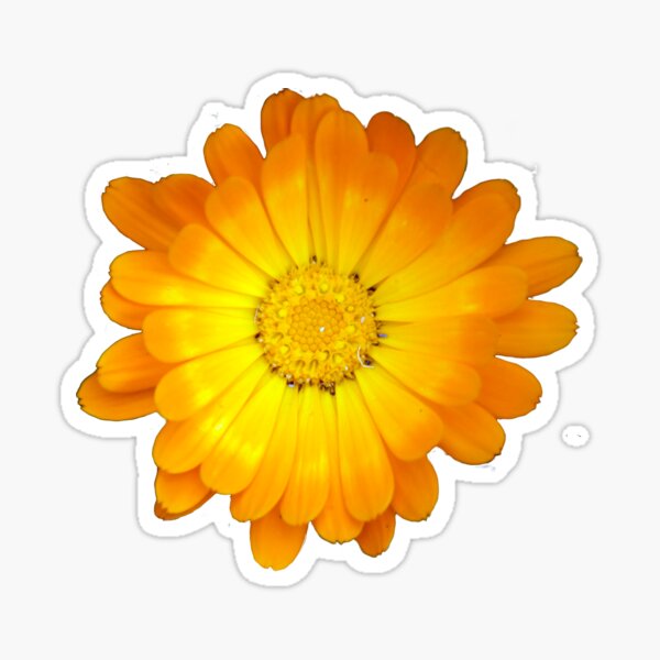 Item preview, Yellow Flowers Black Background - by Avril Thomas designed and sold by MagpieSprings.