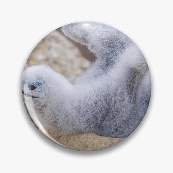 Item preview, Fluffy Albatross Chick Tests Its Wings designed and sold by PhotoArt by Joan Carroll.