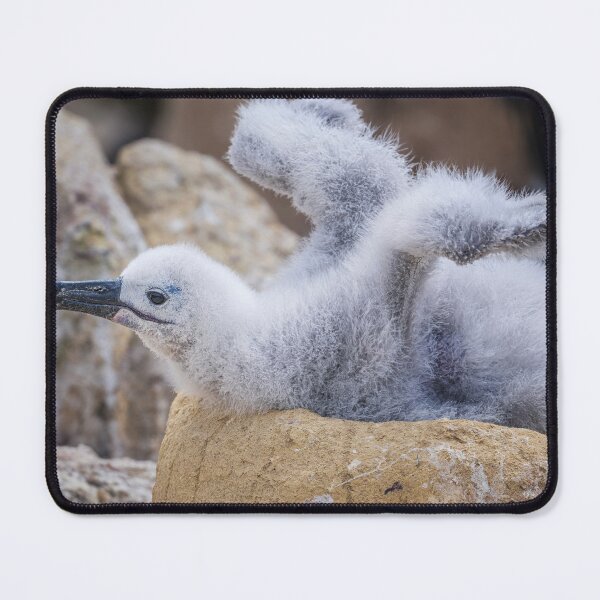 Item preview, Fluffy Albatross Chick Tests Its Wings designed and sold by PhotoArt by Joan Carroll.