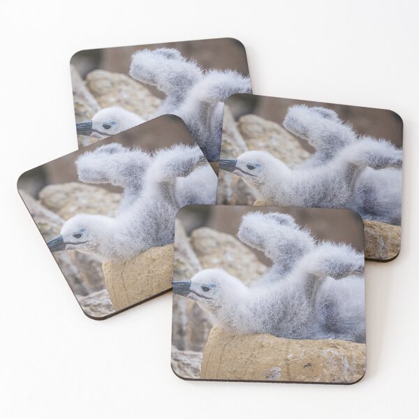 Item preview, Fluffy Albatross Chick Tests Its Wings designed and sold by PhotoArt by Joan Carroll.