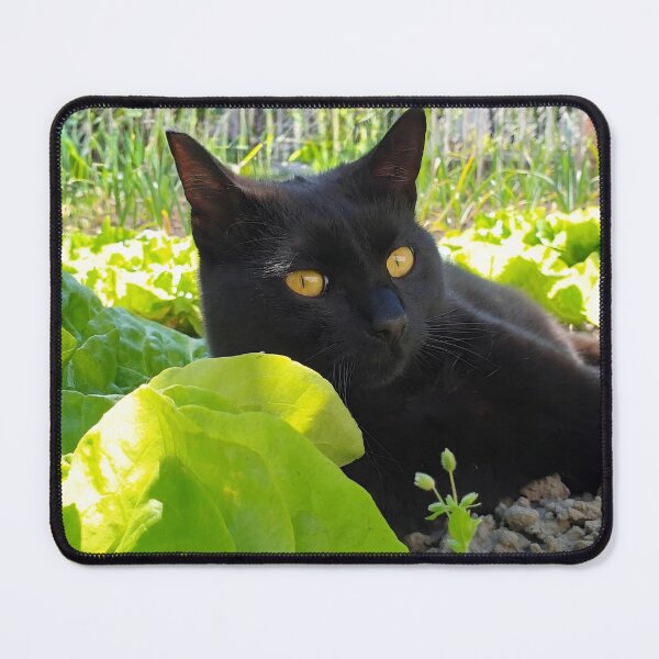 Item preview, Black Cat Resting Among Fresh Garden Greens – Cat Photography designed and sold by MB-CatPrints.
