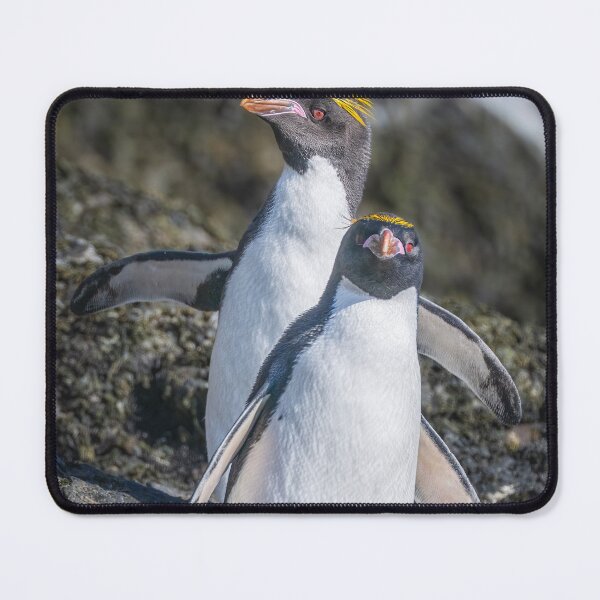 Item preview, Two Macaroni Penguins on Rocky Terrain Elsehul Bay designed and sold by PhotoArt by Joan Carroll.