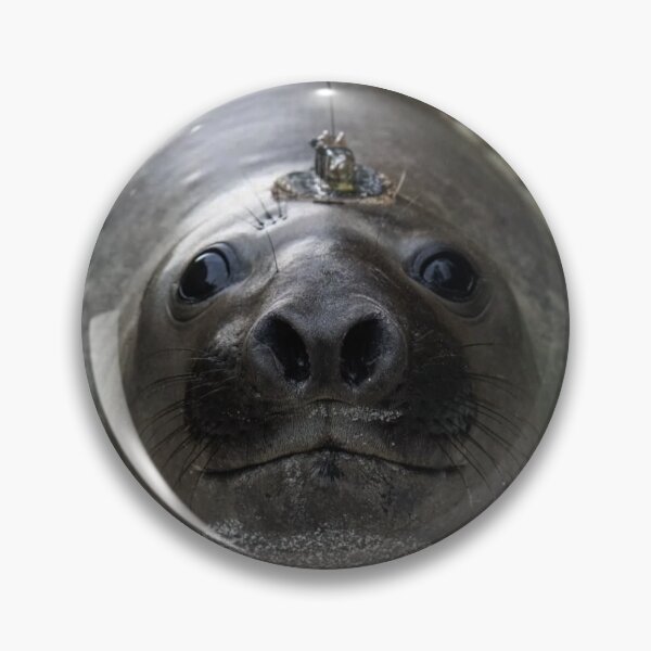 Item preview, Neil the seal designed and sold by Courtney Croxall.