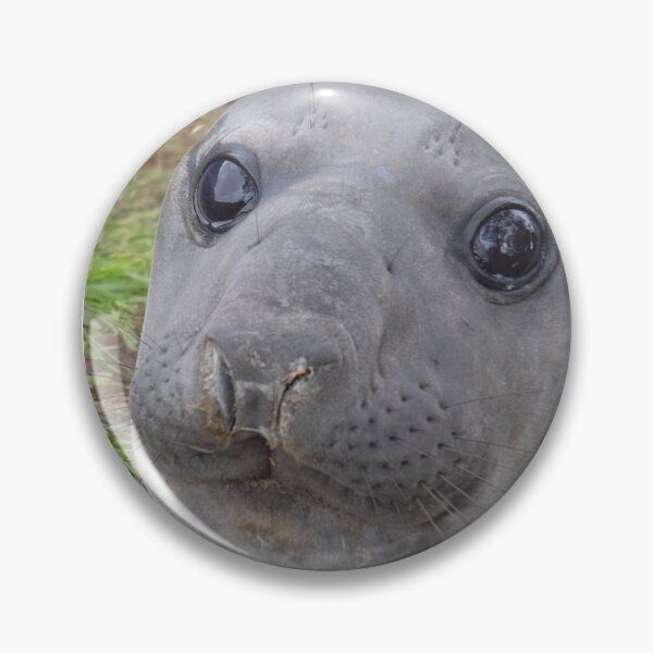 Item preview, Neil the seal designed and sold by Courtney Croxall.
