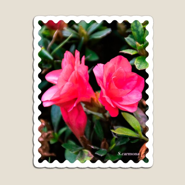 Item preview,  Australian Pink Flower Photography - Azalea designed and sold by AuraInkSC.