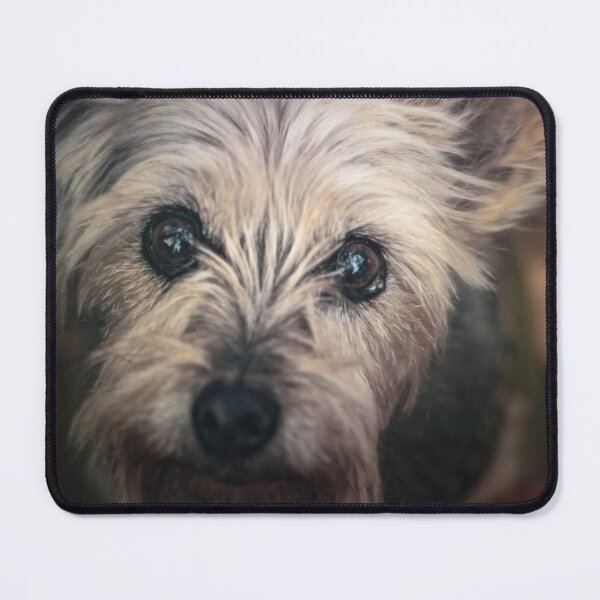 Item preview, Adorable Yorkshire Terrier in Autumn designed and sold by wenuroi.
