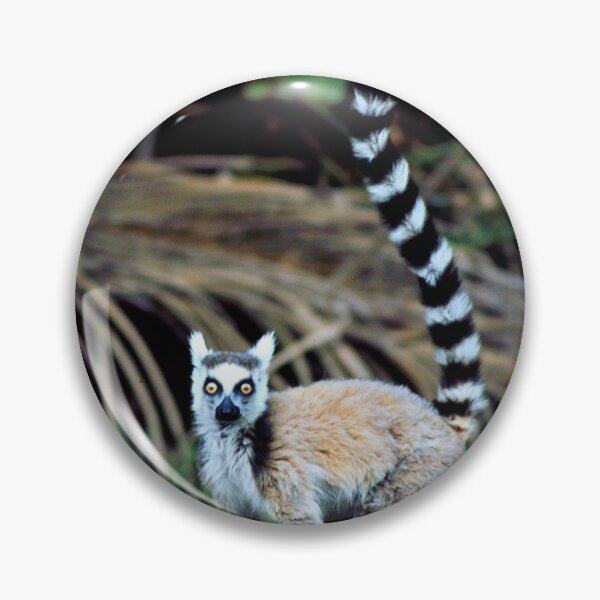 Item preview, Ring-tailed Lemur Original Photo Art From Madagascar Rainforest  designed and sold by DEC02.