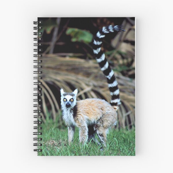 Item preview, Ring-tailed Lemur Original Photo Art From Madagascar Rainforest  designed and sold by DEC02.