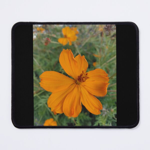 Item preview, Orange Cosmos Sulphureus Flower designed and sold by pbchan.