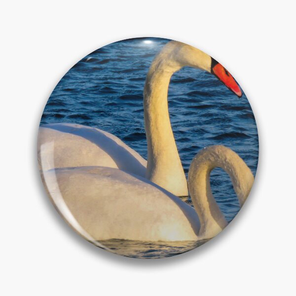 Item preview, Mute swans swimming in Mediterranean waters at sunset, Prado Beach, Marseille, France designed and sold by Nafid_Photographie.