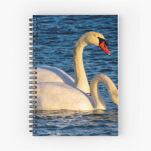 Item preview, Mute swans swimming in Mediterranean waters at sunset, Prado Beach, Marseille, France designed and sold by Nafid_Photographie.