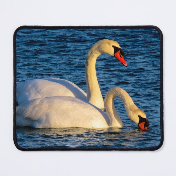 Item preview, Mute swans swimming in Mediterranean waters at sunset, Prado Beach, Marseille, France designed and sold by Nafid_Photographie.