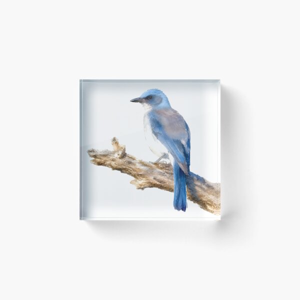 Item preview, Mexican Jay (Aphelocoma wollweberi) designed and sold by HOMETOWN86.