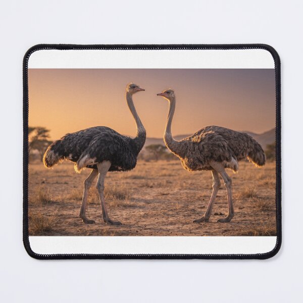 Item preview, Two Ostriches Facing Each Other | Realistic Wildlife Illustration designed and sold by SmikiM.