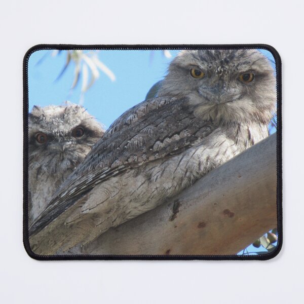 Item preview, Curious tawny frogmouths  designed and sold by Joannaholman.