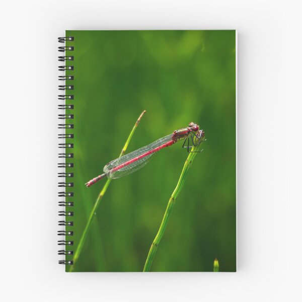 Item preview, Red Damselfly on Mares Tail by the pond designed and sold by StelleryART.