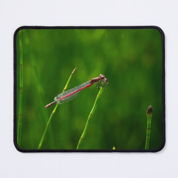 Item preview, Red Damselfly on Mares Tail by the pond designed and sold by StelleryART.