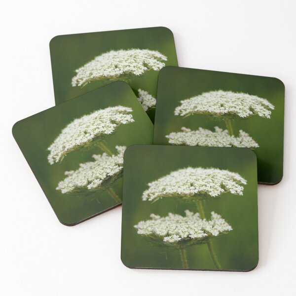 Item preview, Wild Carrot in bloom designed and sold by StelleryART.