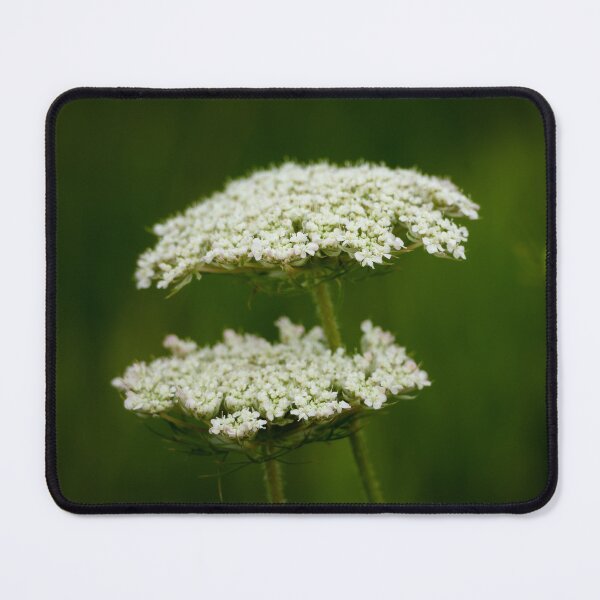 Item preview, Wild Carrot in bloom designed and sold by StelleryART.