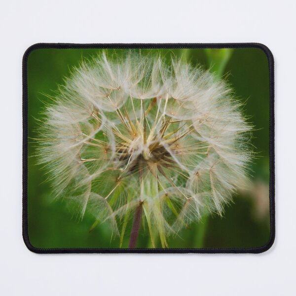 Item preview, Yellow Goat's Beard in seed designed and sold by StelleryART.