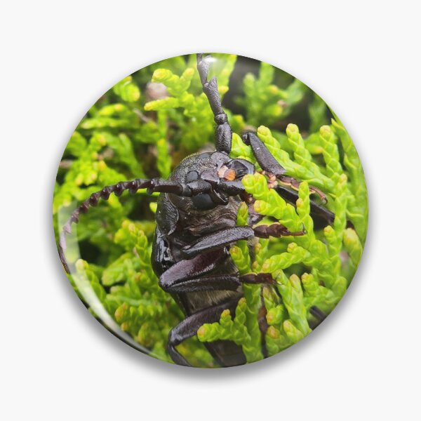 Item preview,  Top view of an armored longhorn beetle on a green conifer background. designed and sold by TatinkaArtskill.