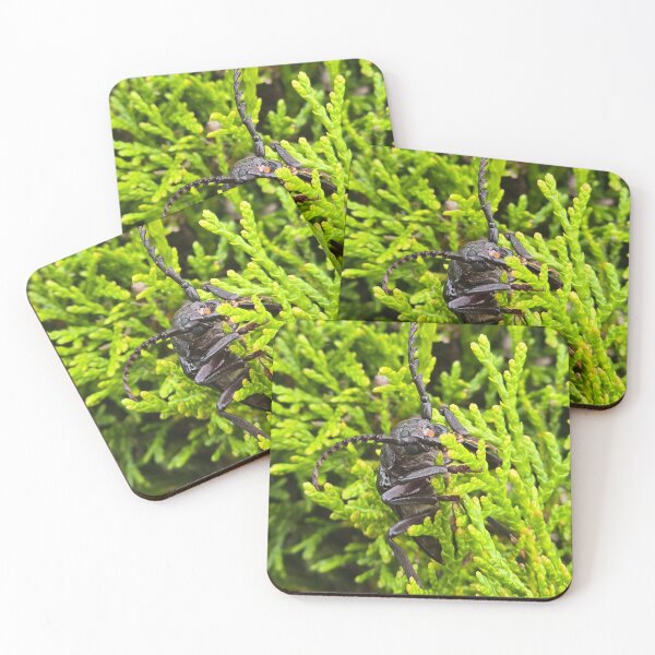 Item preview,  Top view of an armored longhorn beetle on a green conifer background. designed and sold by TatinkaArtskill.