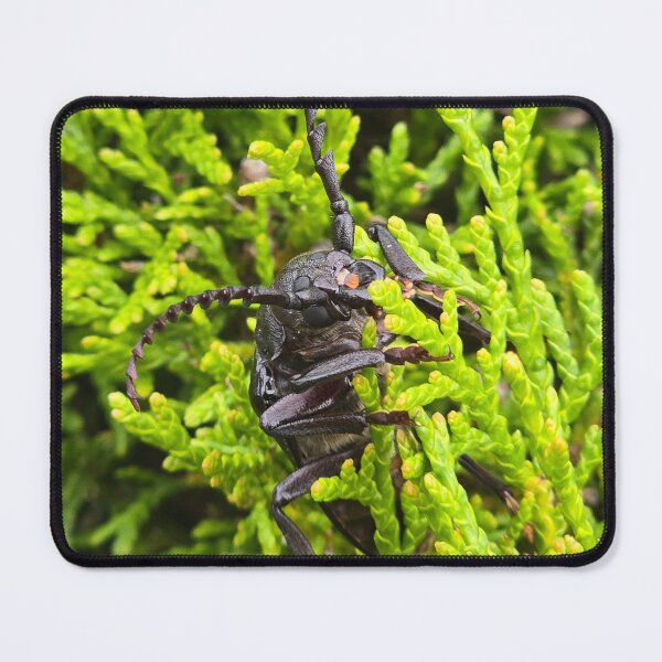 Item preview, Top view of an armored longhorn beetle on a green conifer background. designed and sold by TatinkaArtskill.
