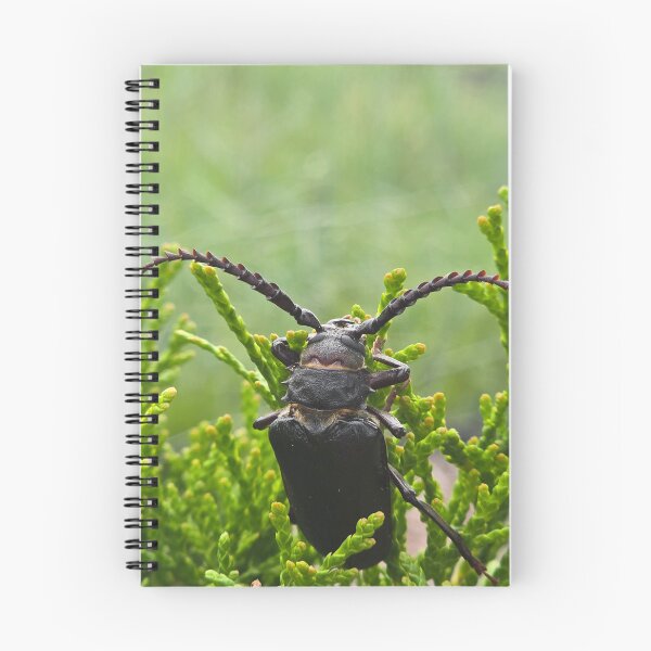 Item preview, Side view of a  beetle on green thuja branches, macro shot. designed and sold by TatinkaArtskill.