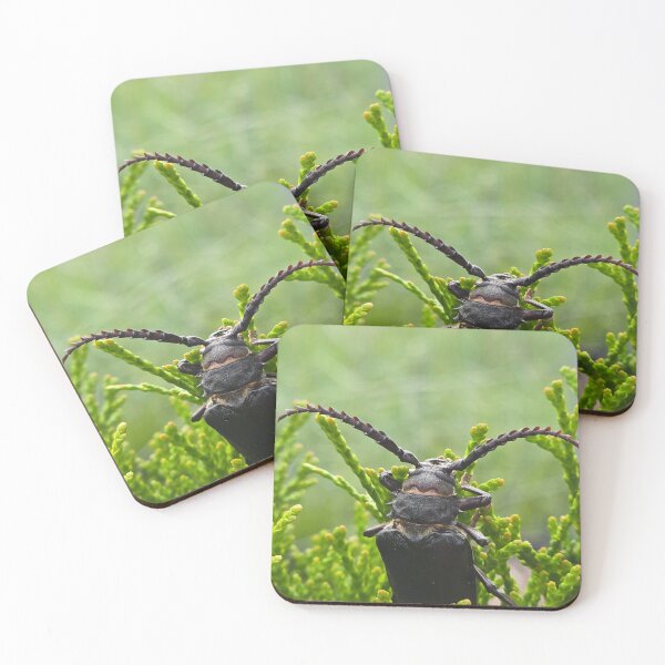 Item preview, Side view of a  beetle on green thuja branches, macro shot. designed and sold by TatinkaArtskill.