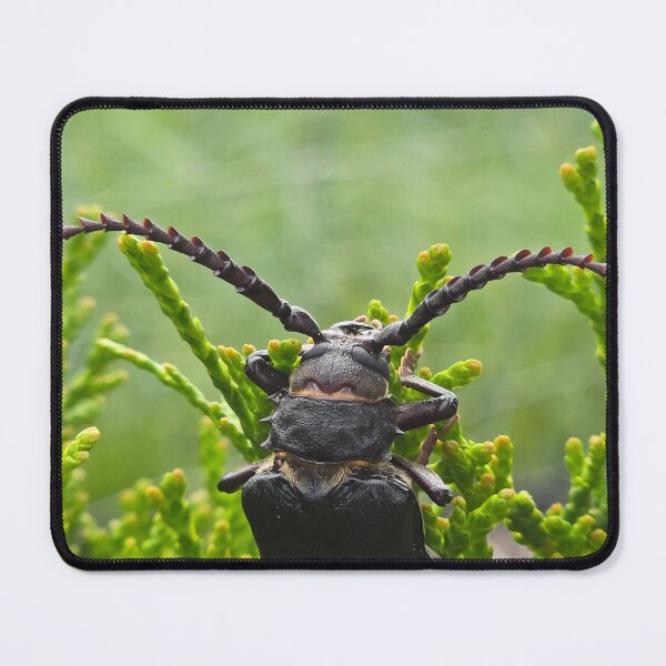 Item preview, Side view of a beetle on green thuja branches, macro shot. designed and sold by TatinkaArtskill.