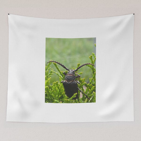 Item preview, Side view of a  beetle on green thuja branches, macro shot. designed and sold by TatinkaArtskill.