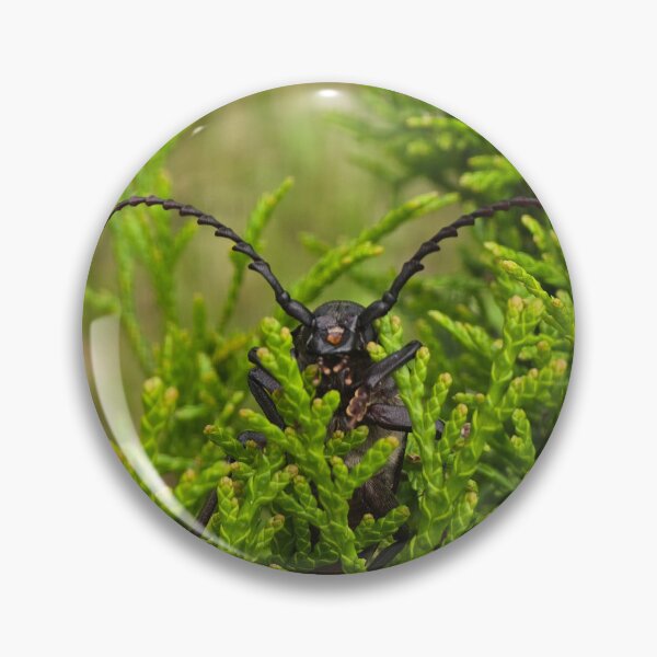 Item preview, Side view of a beetle on green thuja branches, macro shot. designed and sold by TatinkaArtskill.