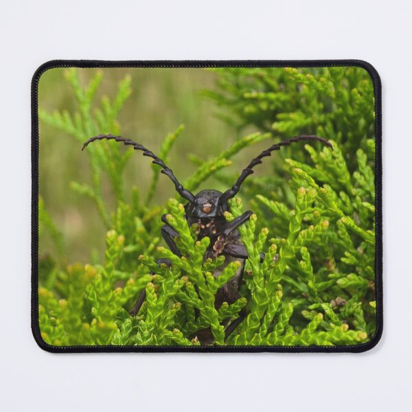 Item preview, Side view of a beetle on green thuja branches, macro shot. designed and sold by TatinkaArtskill.
