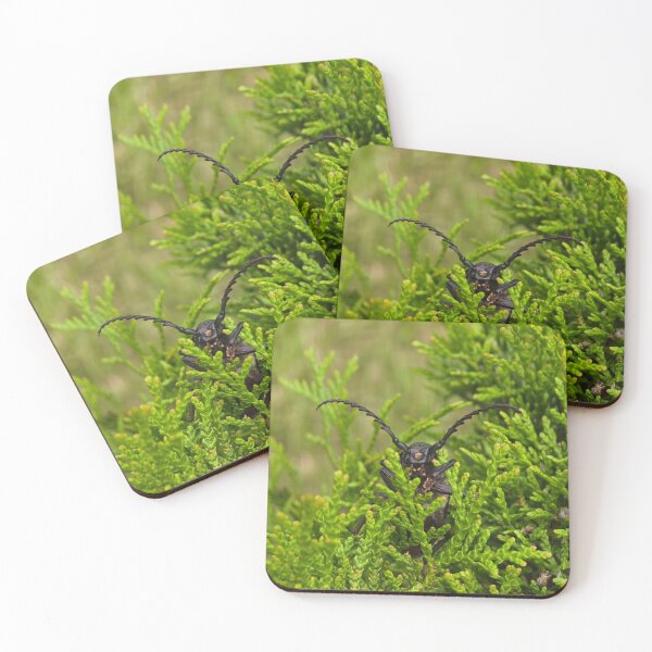 Item preview, Side view of a beetle on green thuja branches, macro shot. designed and sold by TatinkaArtskill.
