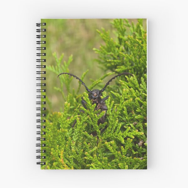 Item preview, Side view of a beetle on green thuja branches, macro shot. designed and sold by TatinkaArtskill.