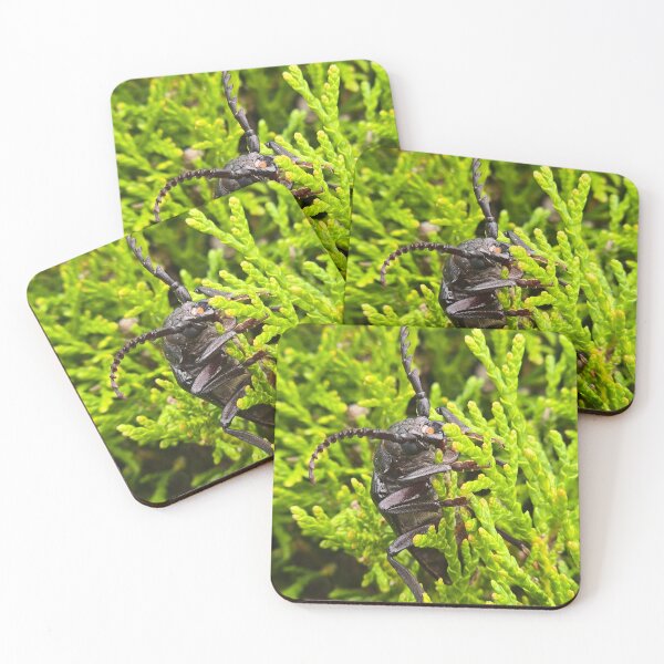 Item preview, Side view of a  beetle on green thuja branches, macro shot. designed and sold by TatinkaArtskill.