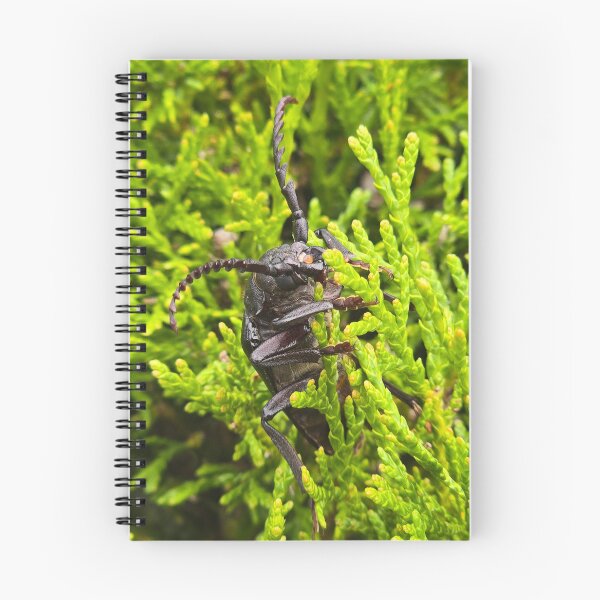 Item preview, Side view of a  beetle on green thuja branches, macro shot. designed and sold by TatinkaArtskill.