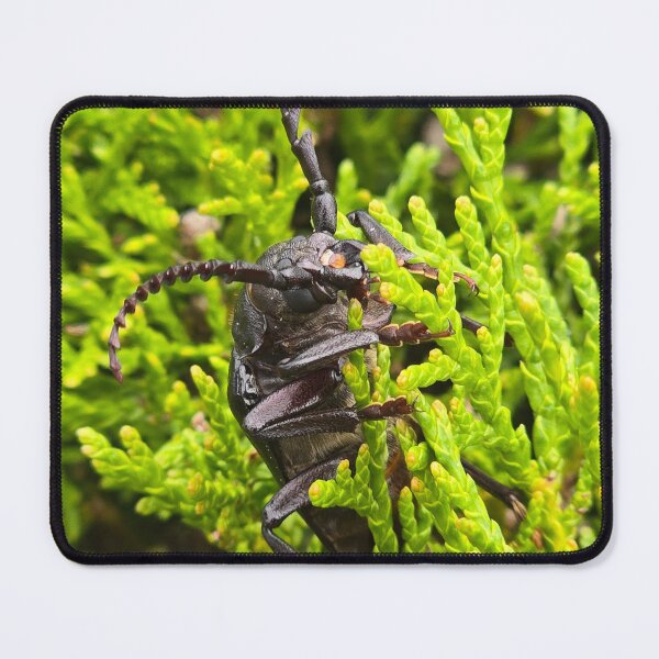 Item preview, Side view of a  beetle on green thuja branches, macro shot. designed and sold by TatinkaArtskill.