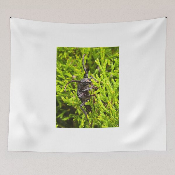 Item preview, Side view of a  beetle on green thuja branches, macro shot. designed and sold by TatinkaArtskill.