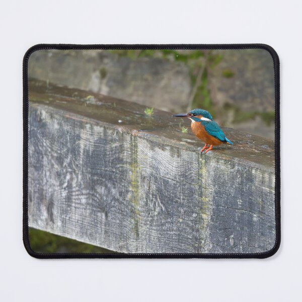 Item preview, Kingfisher (Alcedo atthis) sitting on a lock gate designed and sold by Stephen Jarman.