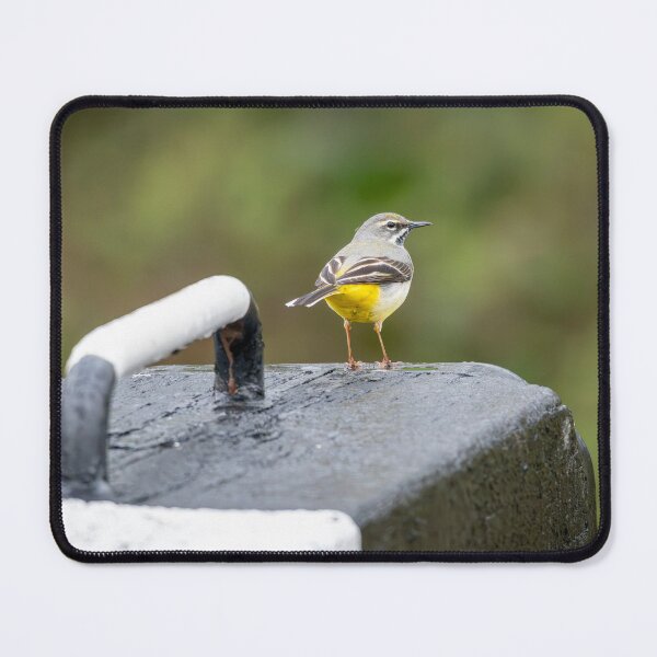 Item preview, Grey Wagtail (Motacilla cinerea) designed and sold by Stephen Jarman.