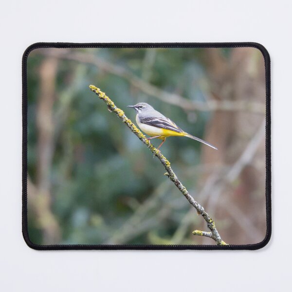 Item preview, Grey Wagtail (Motacilla cinerea) designed and sold by Stephen Jarman.