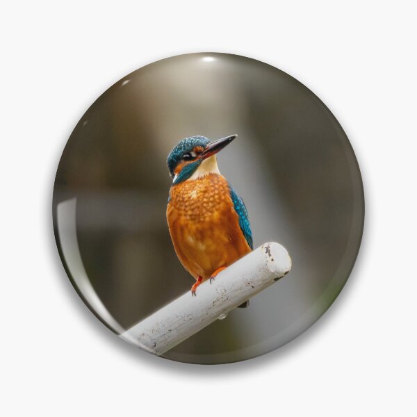 Item preview, Kingfisher (Alcedo atthis) sitting on a canal lock gate handle designed and sold by Stephen Jarman.