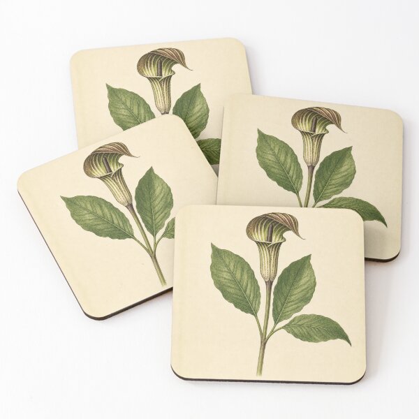 Item preview, Vintage Jack-in-the-Pulpit Botanical Illustration designed and sold by NuvoraNest.