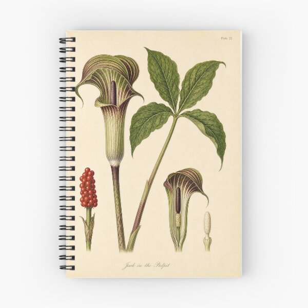 Item preview, Antique Jack-in-the-Pulpit Botanical Plate designed and sold by NuvoraNest.